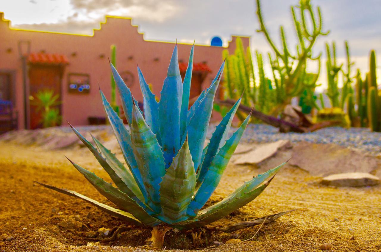 El Alamo Valle de Guadalupe Ngoại thất bức ảnh